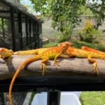 Crimson Albino Iguana For Sale