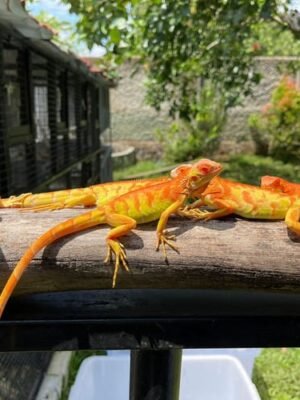 Crimson Albino Iguana For Sale
