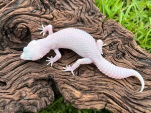 Diablo Blanco Leopard Gecko For Sale