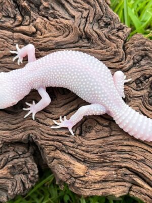 Diablo Blanco Leopard Gecko For Sale