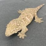 Leachianus Gecko For Sale