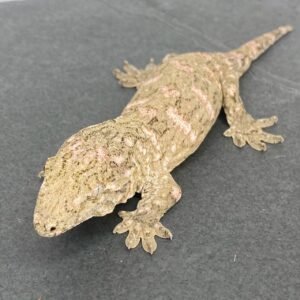 Leachianus Gecko For Sale