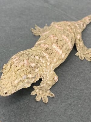 Leachianus Gecko For Sale