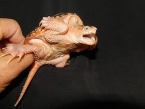 Hypo Snapping Turtle For Sale