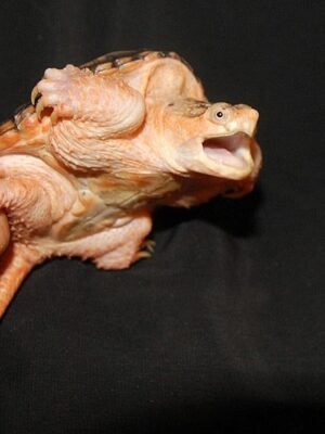 Hypo Snapping Turtle For Sale