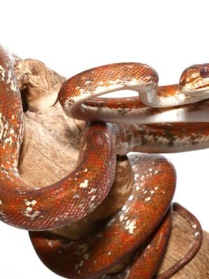 High White Calico Amazon Tree Boa For Sale