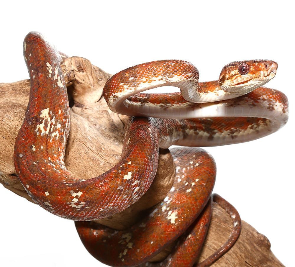 High White Calico Amazon Tree Boa For Sale