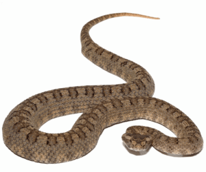 Horned Pit Viper For Sale