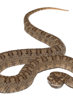 Horned Pit Viper For Sale