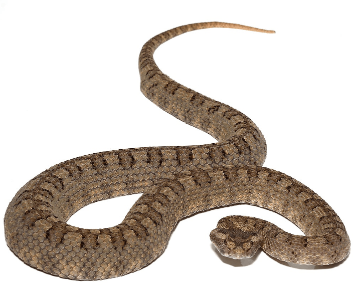 Horned Pit Viper For Sale