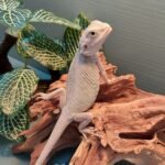 Milo