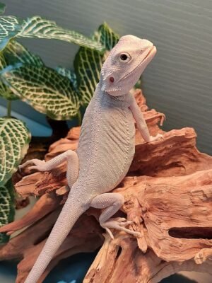 Milo