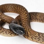 Inland Taipan for Sale