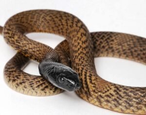 Inland Taipan for Sale