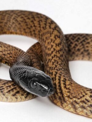 Inland Taipan for Sale