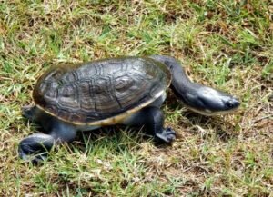 C.B. Adult Indonesian Snake-Necked Turtle For Sale