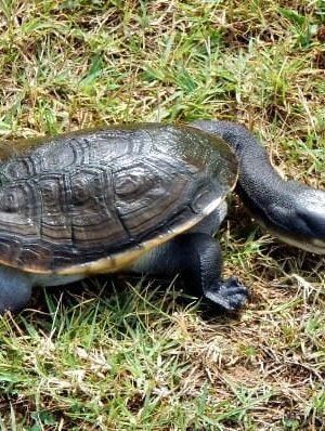 C.B. Adult Indonesian Snake-Necked Turtle For Sale