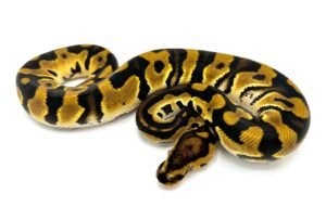 Orange Dream Pastel Crypton Ball Python For Sale