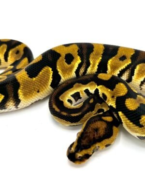 Orange Dream Pastel Crypton Ball Python For Sale