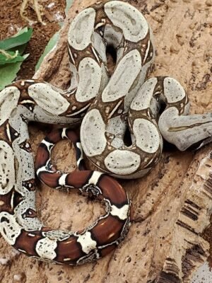 Peruvian Red Tail Boa For Sale