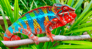 Ambilobe Panther Chameleon For Sale