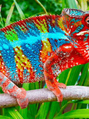 Ambilobe Panther Chameleon For Sale