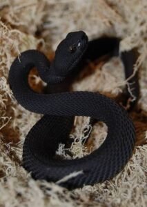 Black Purple Spotted Pit Viper For Sale
