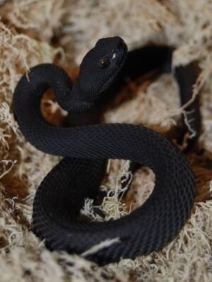 Black Purple Spotted Pit Viper For Sale