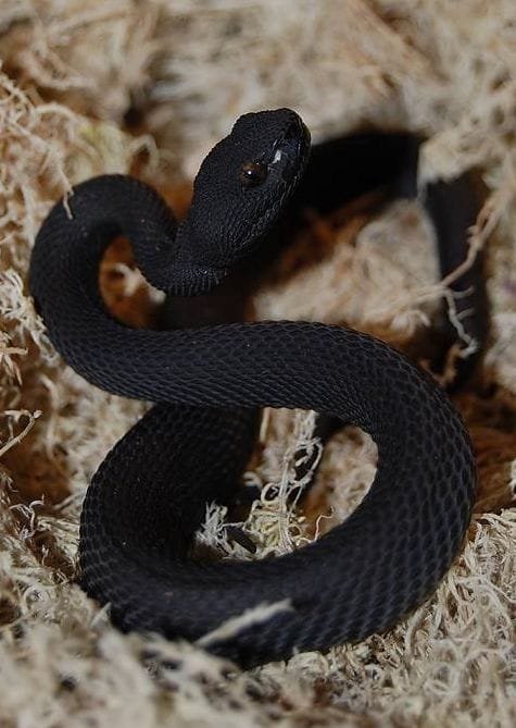 Black Purple Spotted Pit Viper For Sale