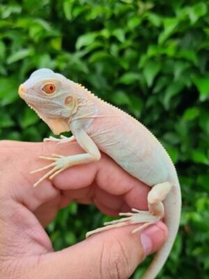 Snow Iguana For Sale