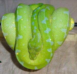 Sorong Green Tree Python For Sale