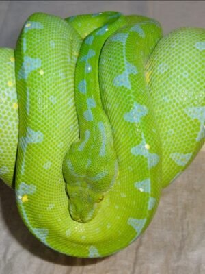 Sorong Green Tree Python For Sale
