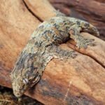 High Pink Leachianus Gecko For Sale