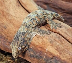 High Pink Leachianus Gecko For Sale