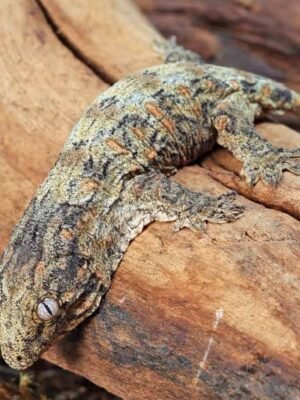 High Pink Leachianus Gecko For Sale