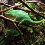 Parsons Chameleon For Sale
