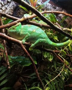 Parsons Chameleon For Sale