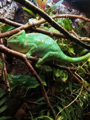 Parsons Chameleon For Sale