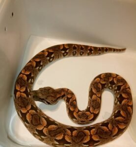 Dumerils Boa For Sale