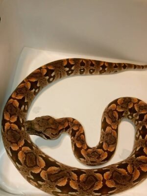 Dumerils Boa For Sale