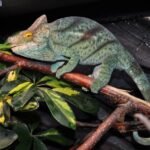 Orange Eyed Parsons Chameleon For Sale