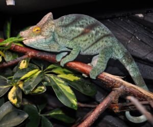 Orange Eyed Parsons Chameleon For Sale