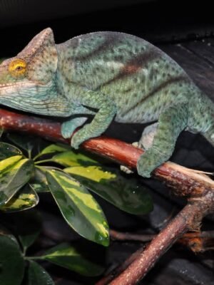 Orange Eyed Parsons Chameleon For Sale