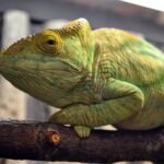 Yellow Giant Parsons Chameleon For Sale