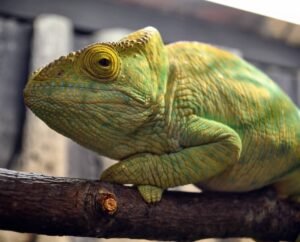 Yellow Giant Parsons Chameleon For Sale