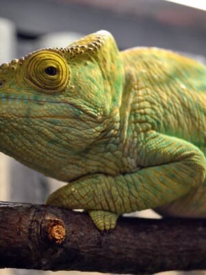 Yellow Giant Parsons Chameleon For Sale