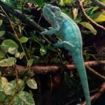 Ambilobe Panther Chameleon For Sale