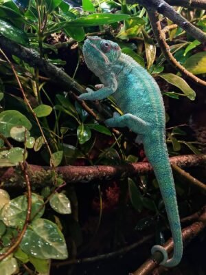 Ambilobe Panther Chameleon For Sale