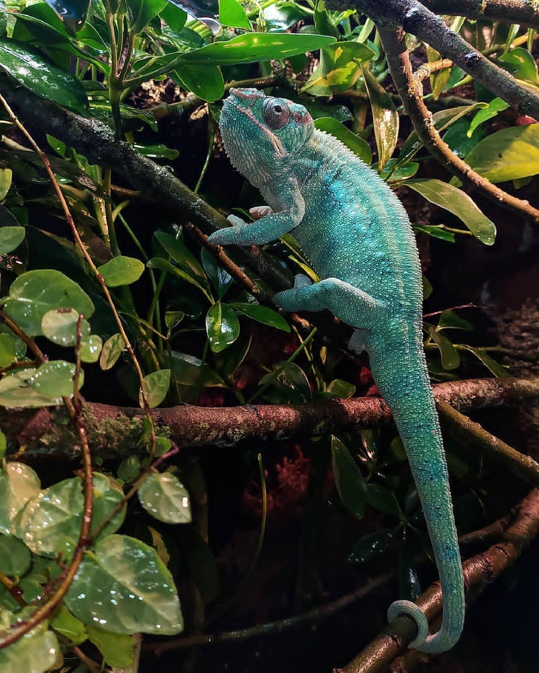 Ambilobe Panther Chameleon For Sale