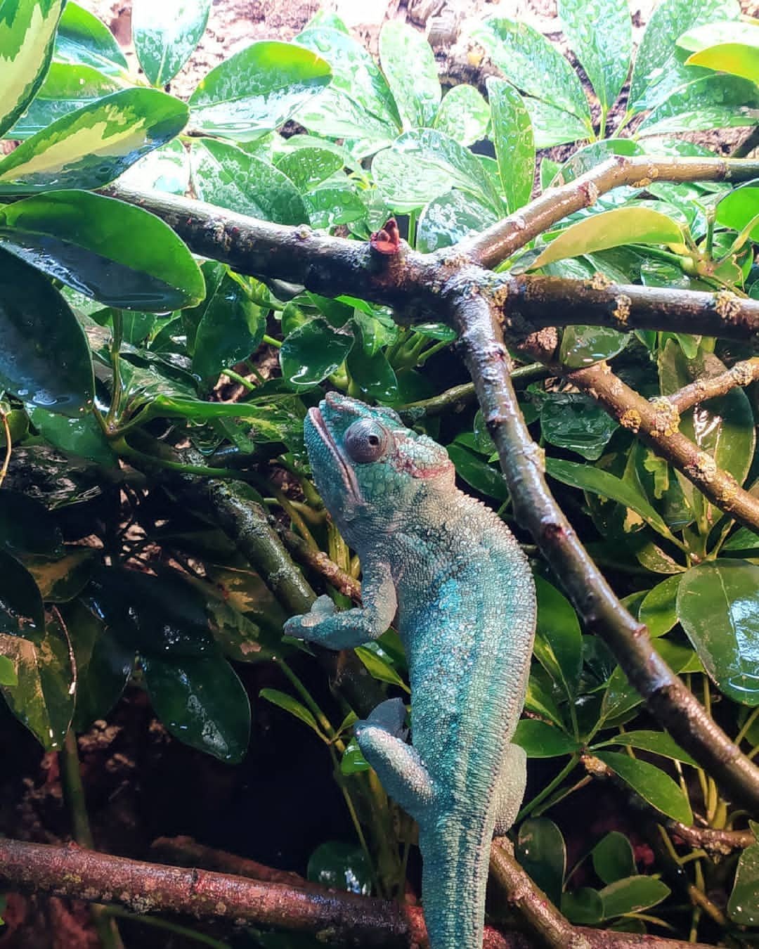 Ambilobe Panther Chameleon For Sale - Image 2